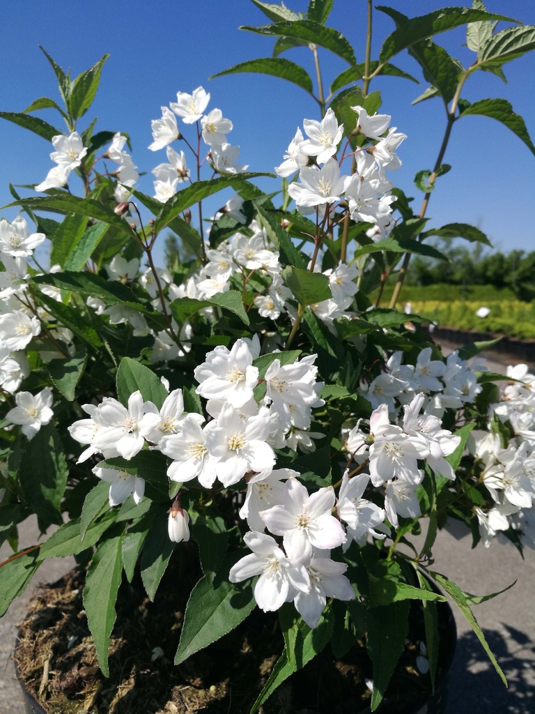 DEUTZIA PURPURASCENS 'KALMIIFLORA'