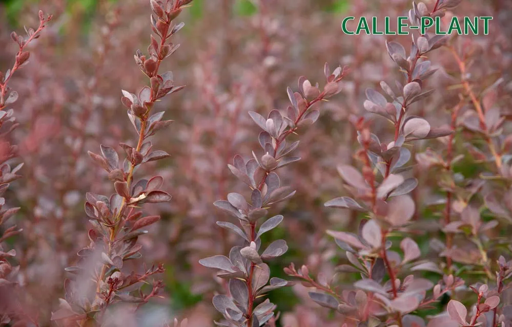 [BTAT40] BERBERIS THUNBERGII 'ATROPURPUREA' (Blote wortel, 40-50 cm)