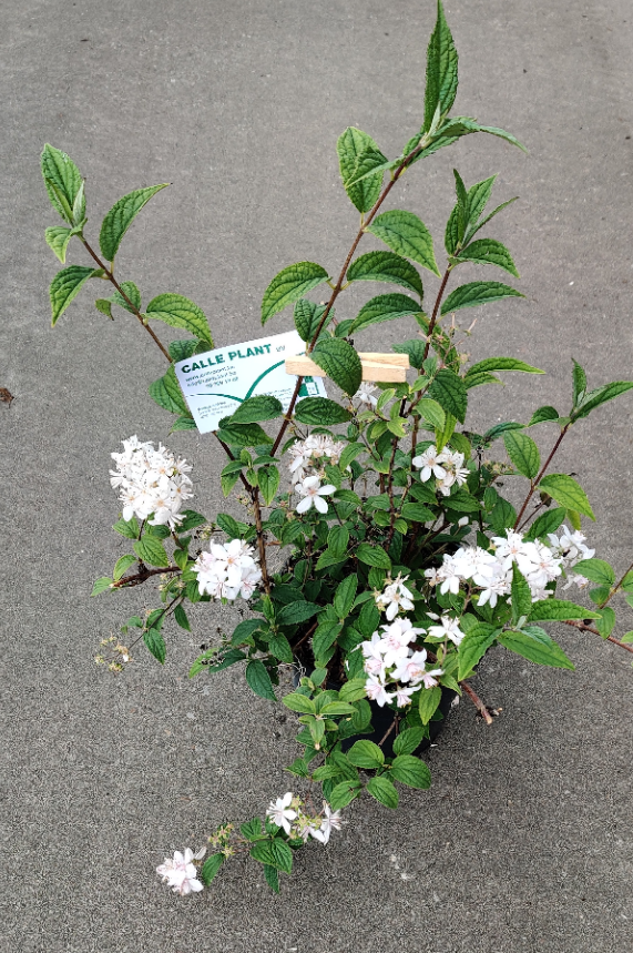 [DHMRO3] DEUTZIA HYBRIDA 'MONT ROSE' (Racines nues, 80-100 cm)
