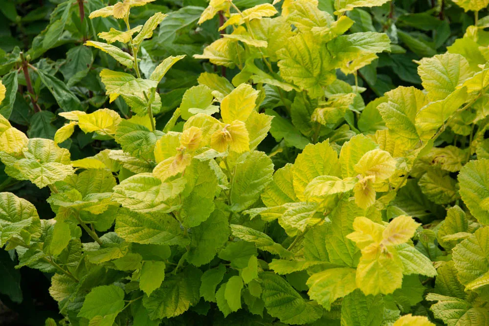 [CAAU3] CORYLUS AVELLANA 'AUREA' (Racines nues)