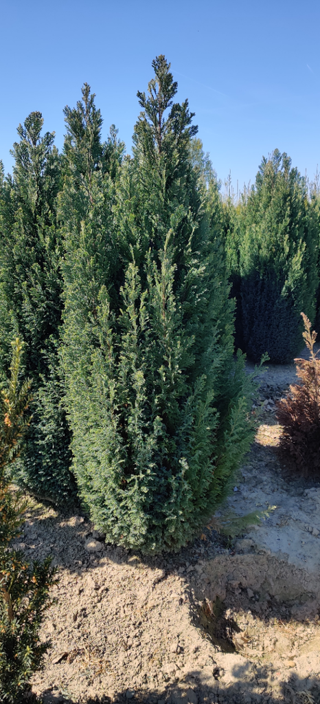 [CLEL60] CHAMAECYPARIS LAWSONIANA 'ELLWOODII' (Kluit, 60-80 cm)
