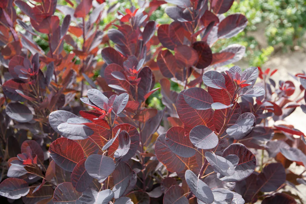 [CCRPU60] COTINUS COGGYGRIA 'ROYAL PURPLE' (Motte, 60-80 cm)
