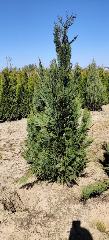 CHAMAECYPARIS LAWSONIANA 'ALUMII'