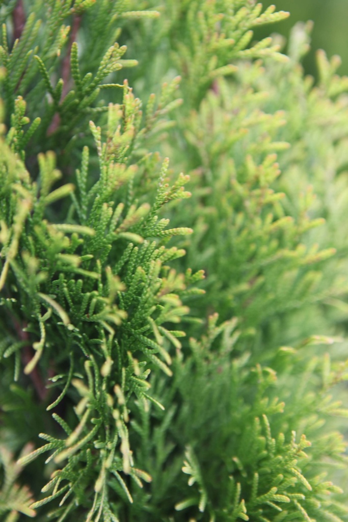 THUJA OCCIDENTALIS 'SMARAGD'