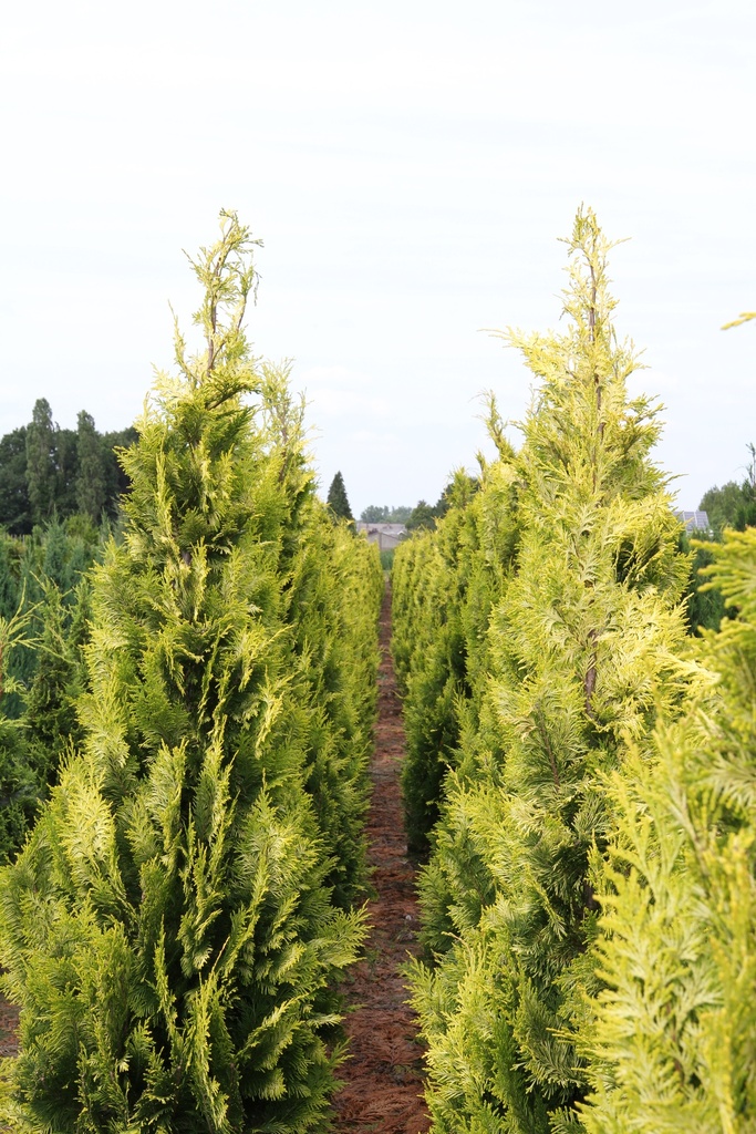 [CLIV60] CHAMAECYPARIS LAWSONIANA 'IVONNE' (Kluit, 60-80 cm)