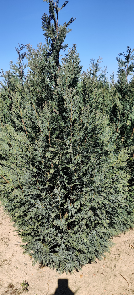 [CLCO60] CHAMAECYPARIS LAWSONIANA 'COLUMNARIS' (Motte, 60-80 cm)