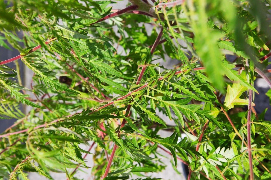 RHUS TYPHINA FIRST EDITIONS® TIGER EYES®