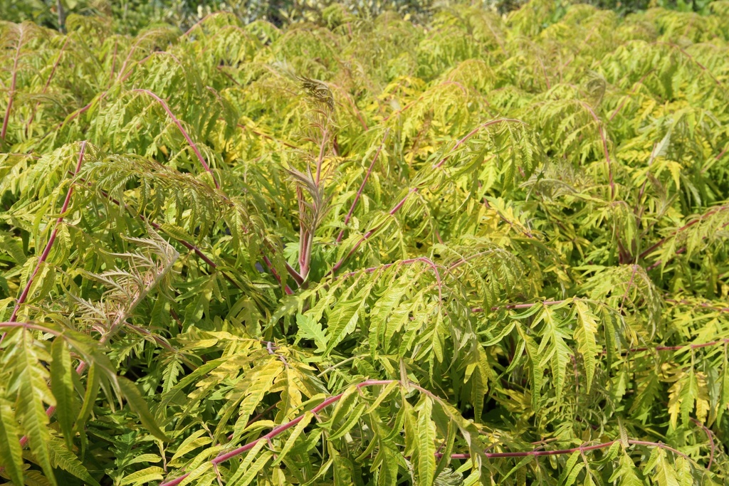 [RTTEY60] RHUS TYPHINA FIRST EDITIONS® TIGER EYES® (Motte, 60-80 cm)