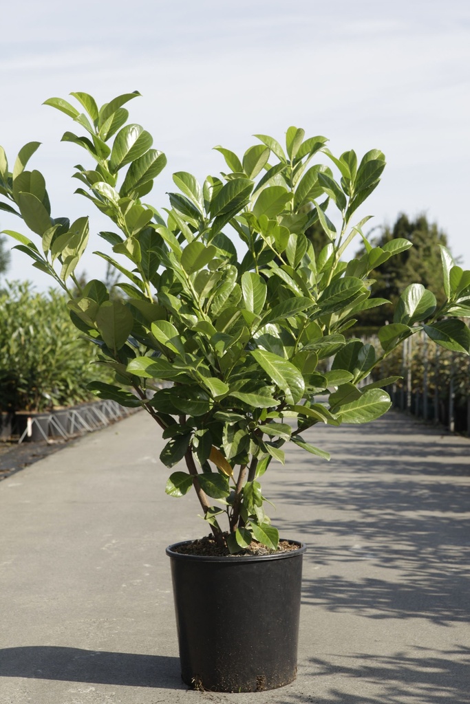 [PLRO60] PRUNUS LAUROCERASUS 'ROTUNDIFOLIA' (Kluit, 60-80 cm)