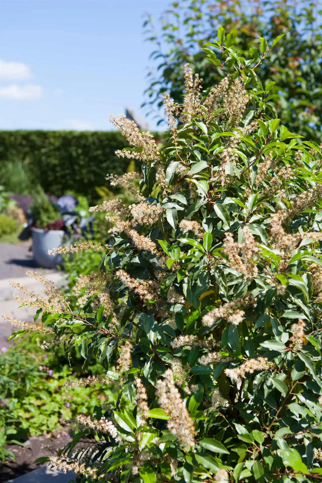 [PLU50] PRUNUS LUSITANICA (Kluit, 50-60 cm)