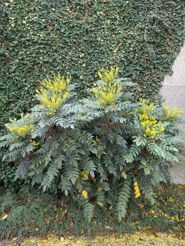[MMWI60] MAHONIA MEDIA 'WINTER SUN' (Motte, 60-80 cm)