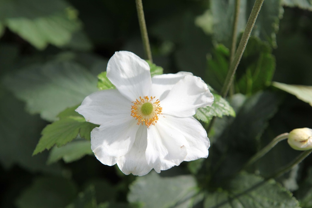 ANEMONE HYBRIDA 'HONORINE JOBERT'