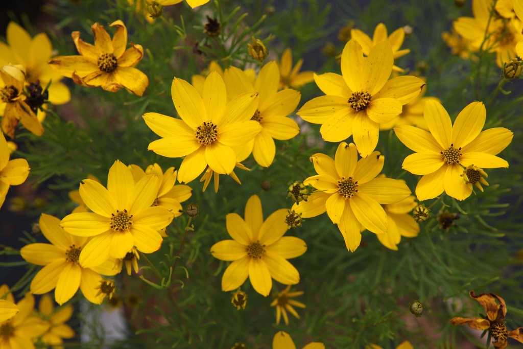 COREOPSIS VERTICILLATA 'ZAGREB'