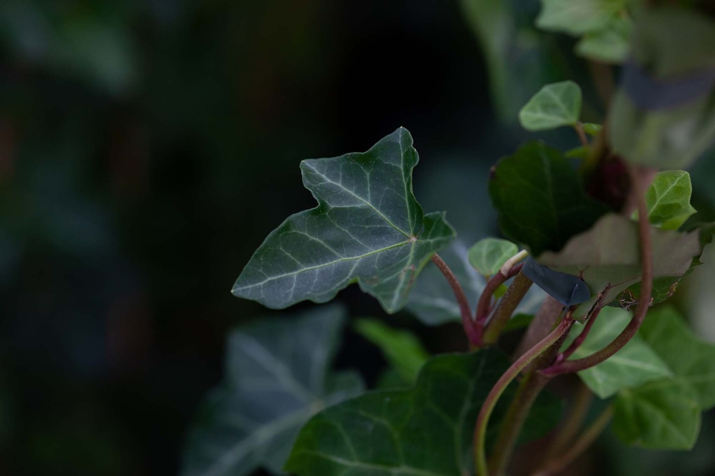 HEDERA HIBERNICA