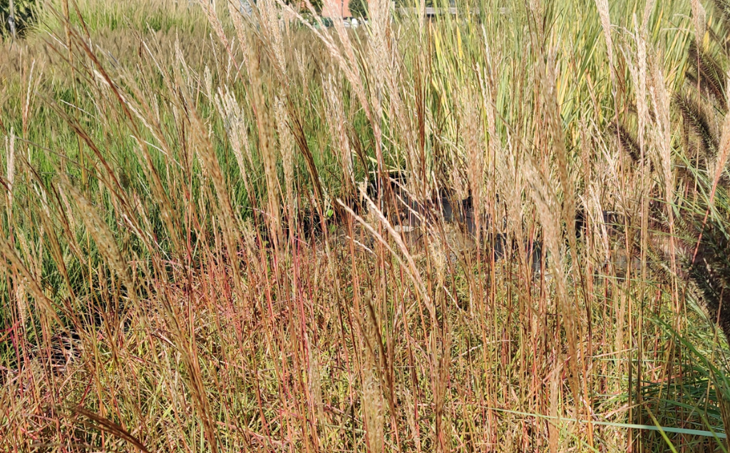 [SGMISSFO] MISCANTHUS SINENSIS 'FERNER OSTEN' (Pot 9 cm)