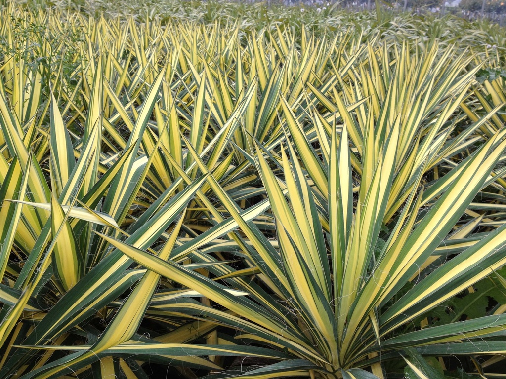 YUCCA FILAMENTOSA 'COLOR GUARD'