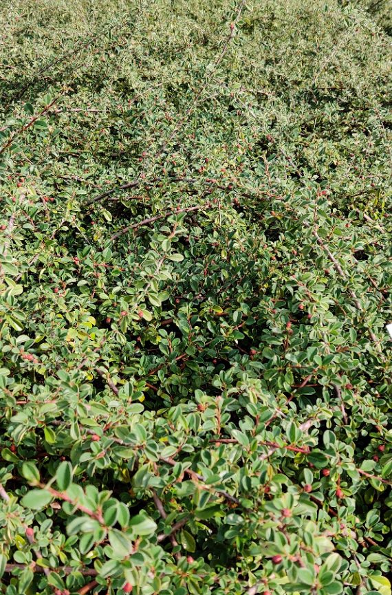 [CREI30] COTONEASTER RADICANS 'EICHHOLZ' (Pot 15 cm, 30-40 cm)