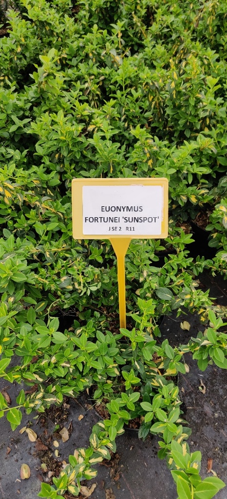 [EFSU30] EUONYMUS FORTUNEI 'SUNSPOT' (Pot 3 liter, 30-40 cm)