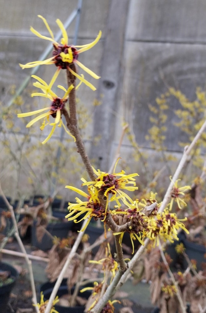 HAMAMELIS MOLLIS