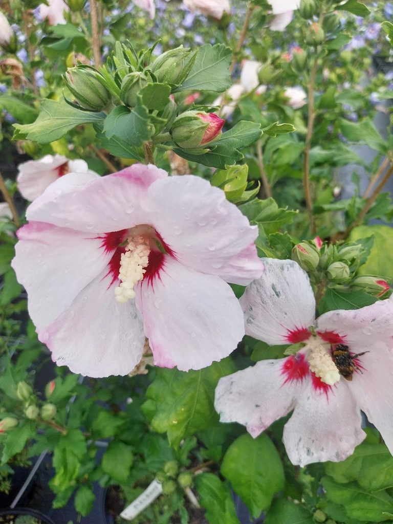 [HSME40] HIBISCUS SYRIACUS 'MELROSE' (Pot 5 litres, 40-60 cm)