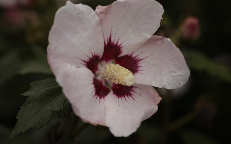 [HSPA40] HIBISCUS SYRIACUS 'PASTELLO' (40-60 cm)