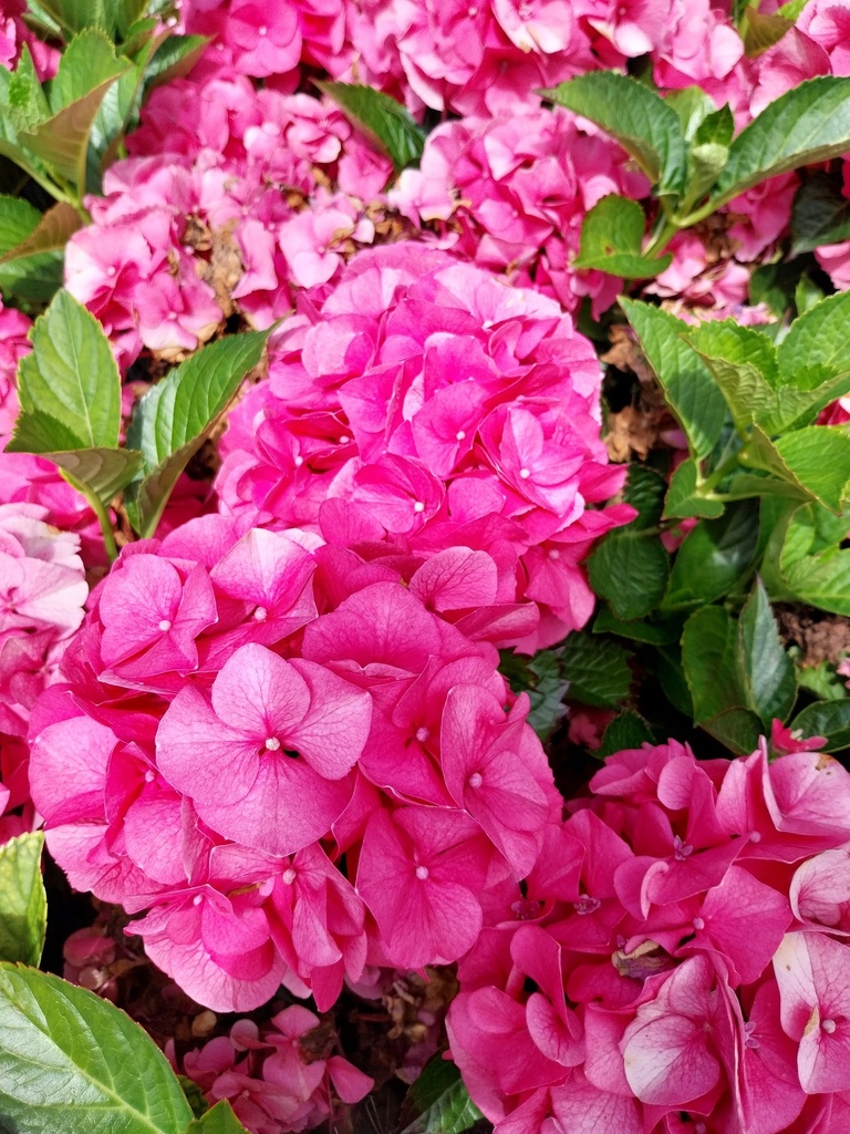 [HMMAS3] HYDRANGEA MACROPHYLLA 'SIBILLA' (Pot 3 litres, 25-30 cm)
