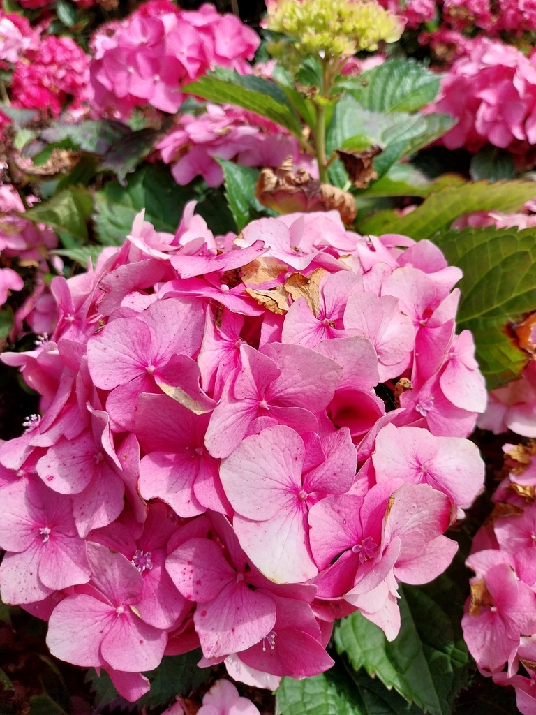 [HMCA3] HYDRANGEA MACROPHYLLA 'CARMEN' (Pot 3 litres, 25-30 cm)