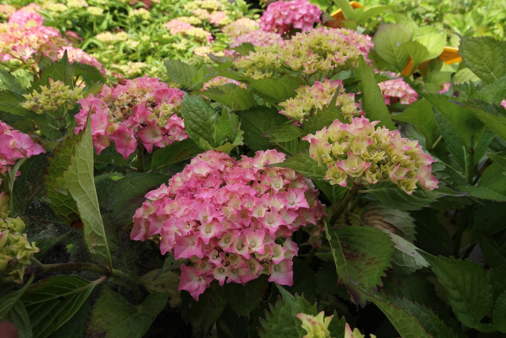 [HMHA3] HYDRANGEA MACROPHYLLA 'HAMBURG' (Pot 3 litres, 25-30 cm)