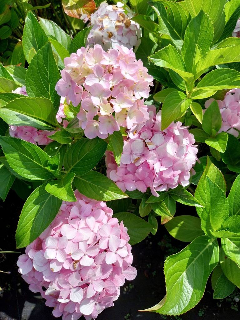[HMLI3] HYDRANGEA MACROPHYLLA 'LIBELLE' (Pot 3 liter, 25-30 cm)