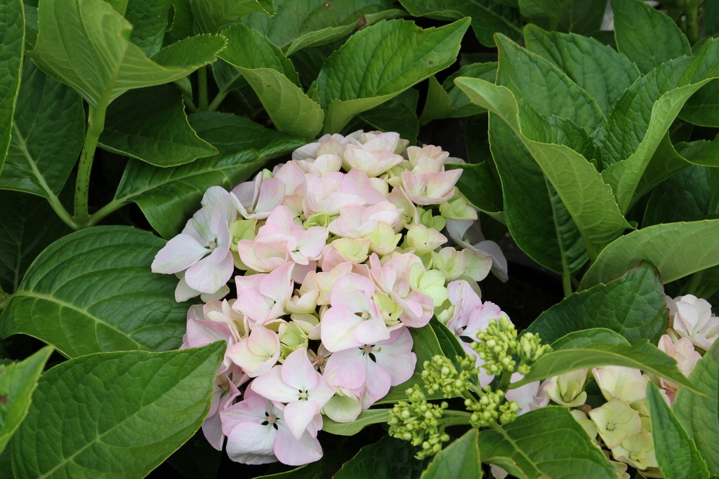 [HMOT3] HYDRANGEA MACROPHYLLA 'OTAKSA' (Pot 3 liter, 25-30 cm)