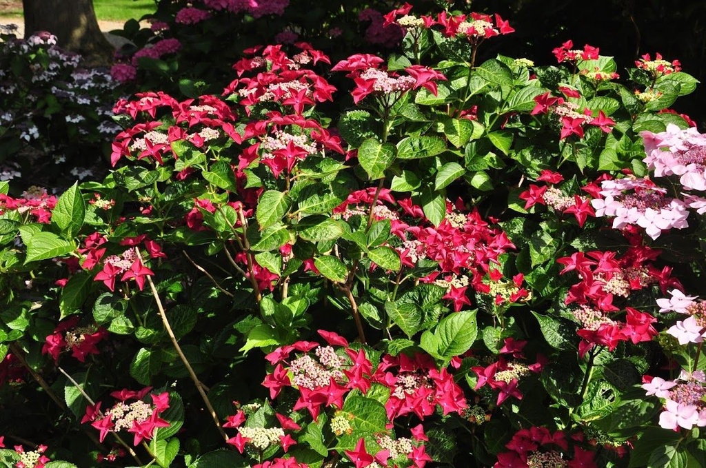 HYDRANGEA MACROPHYLLA 'ROTKEHLCHEN'