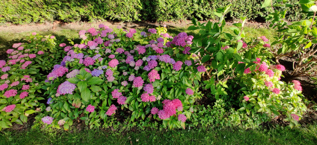 [HMTO3] HYDRANGEA MACROPHYLLA 'TOVELIT' (Pot 3 liter, 25-30 cm)