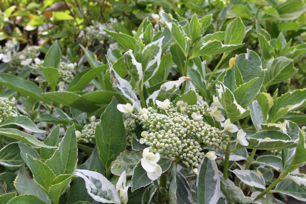 [HMTR3] HYDRANGEA MACROPHYLLA 'TRICOLOR' (Pot 3 liter, 25-30 cm)