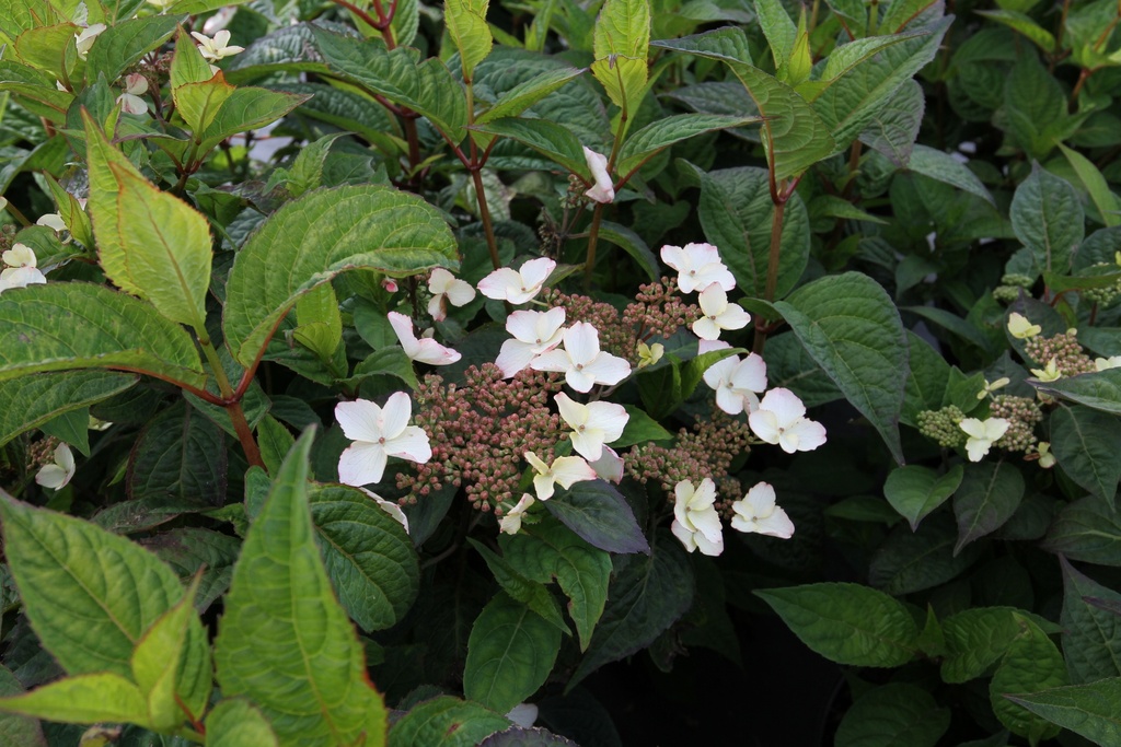 [HSBE3] HYDRANGEA SERRATA 'BENIGAKU' (Pot 3 liter, 40-60 cm)