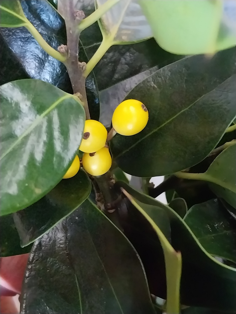 [IABA60] ILEX AQUIFOLIUM 'BACCIFLAVA' (Kluit, 60-80 cm)