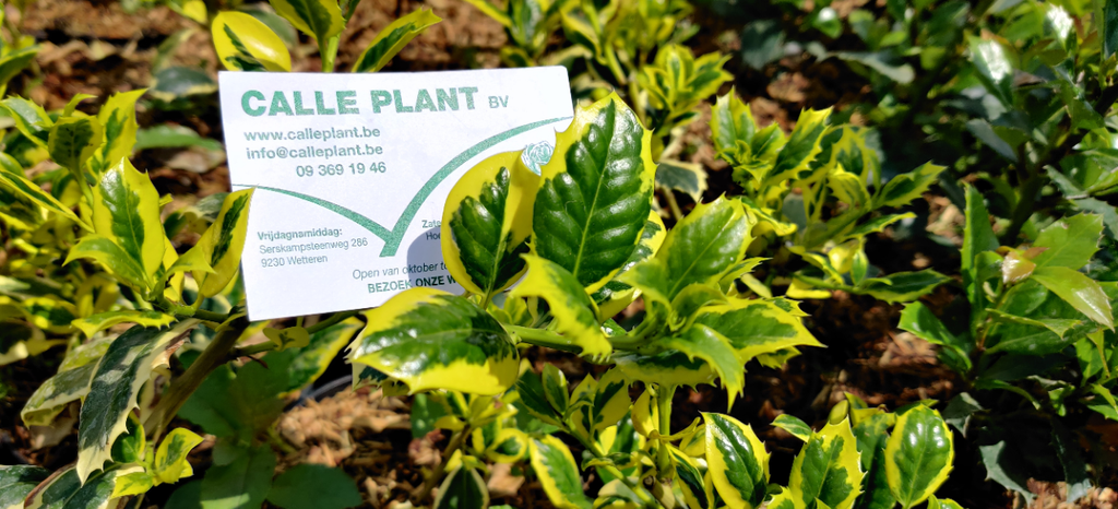 [IAGTO60] ILEX AQUIFOLIUM 'GOLDEN VAN TOL' (Motte, 60-80 cm)