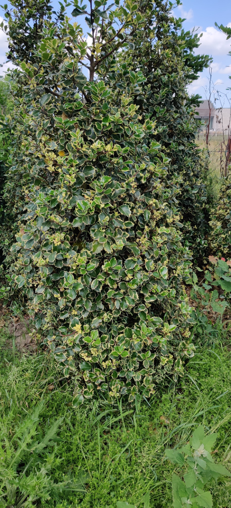 [IARAU60] ILEX AQUIFOLIUM 'RUBRICAULIS AUREA' (Kluit, 60-80 cm)