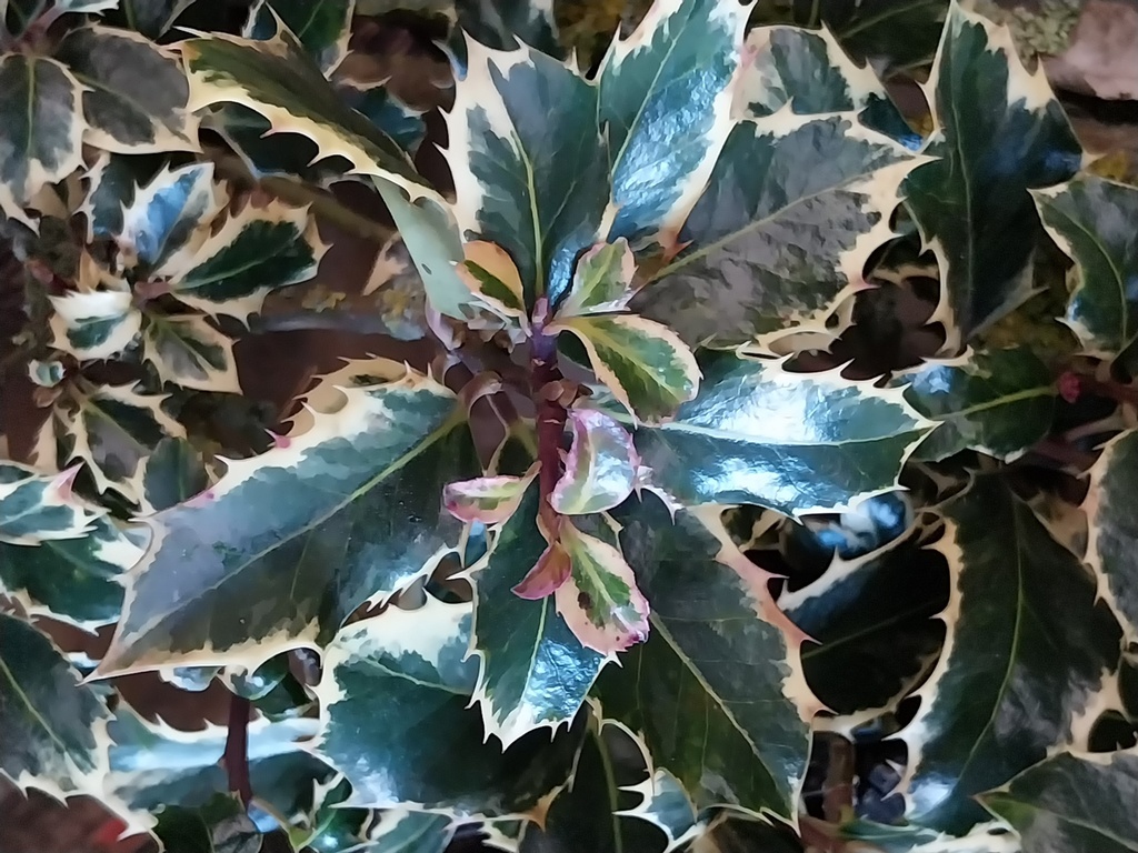 ILEX AQUIFOLIUM 'SILVER QUEEN'