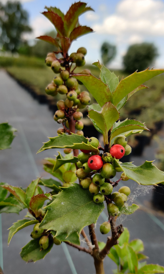 [IMBPRI60] ILEX MESERVEAE 'BLUE PRINCESS' (Motte, 60-80 cm)
