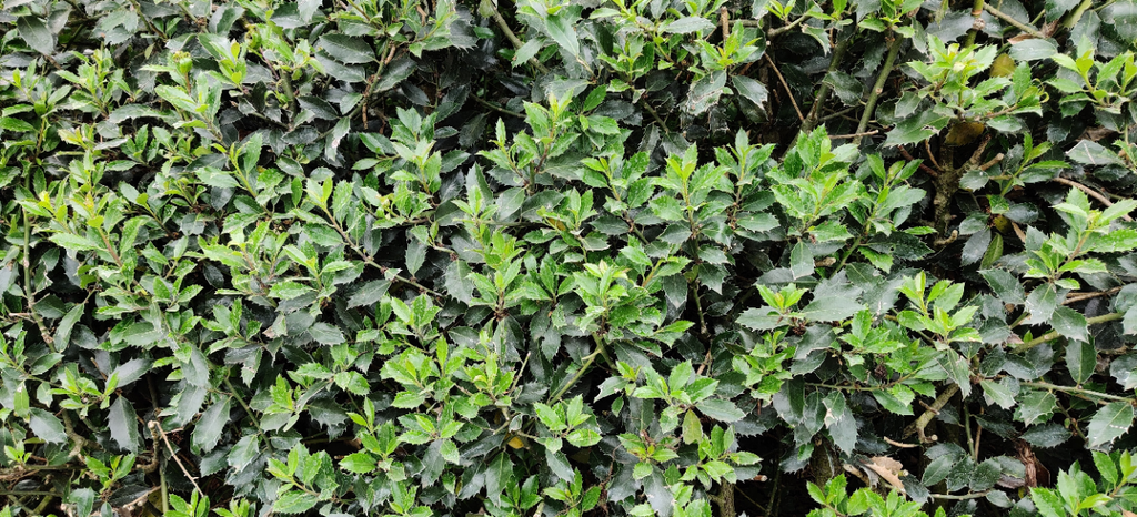 [IMHES60] ILEX MESERVEAE 'HECKENSTAR' (Motte, 60-80 cm)