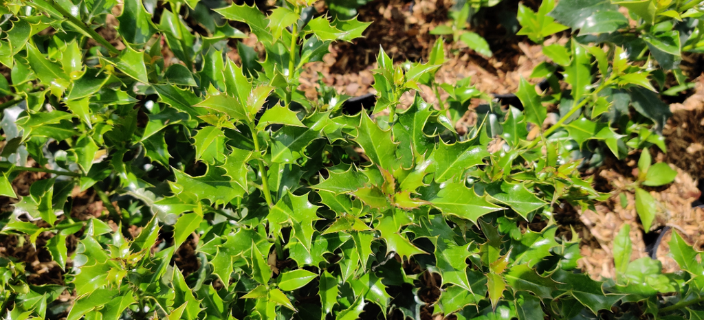 [IMBAN60] ILEX MESERVEAE 'BLUE ANGEL' (Kluit, 60-80 cm)