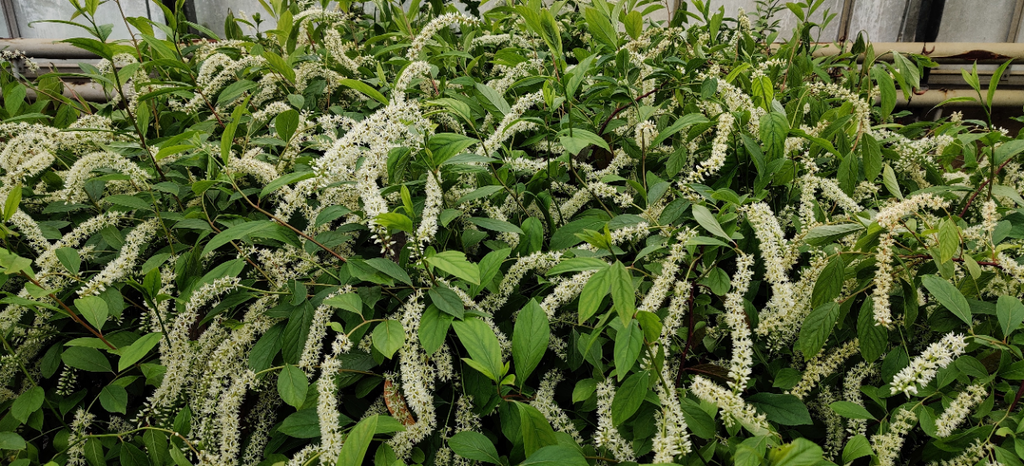 [IVHGA40] ITEA VIRGINICA 'HENRY'S GARNET' (Pot 3 liter, 40-60 cm)