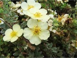 [PFTCR3C] POTENTILLA FRUTICOSA 'TILFORD CREAM' (Pot 3 liter, 30-40 cm)