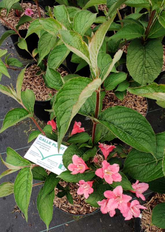 [WACA3] WEIGELA 'ABEL CARRIÈRE' (Racines nues, 60-100 cm)