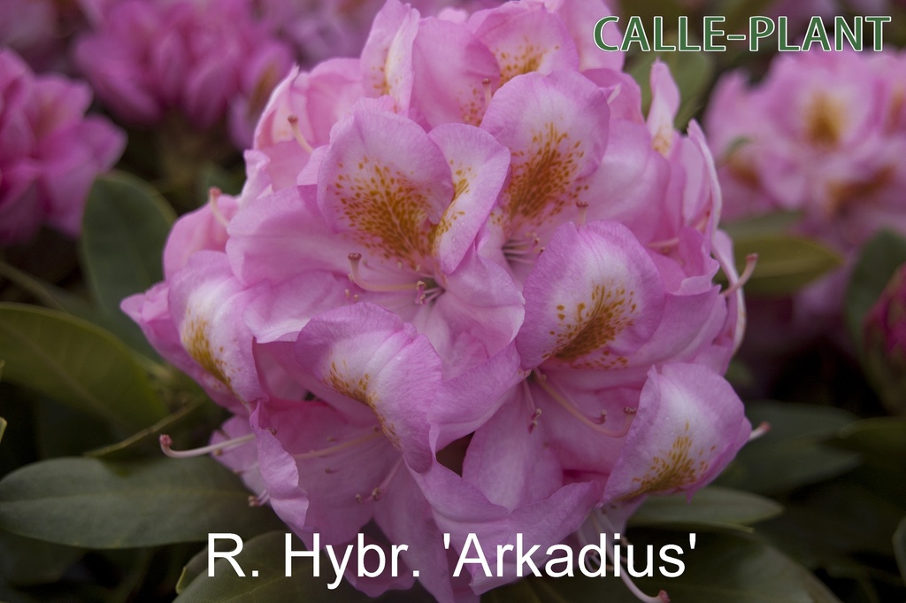 [RHAR30] RHODODENDRON 'ARKADIUS' (30-40 cm)