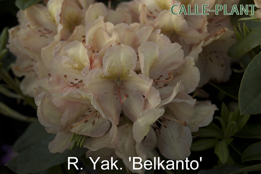 RHODODENDRON BELAMI
