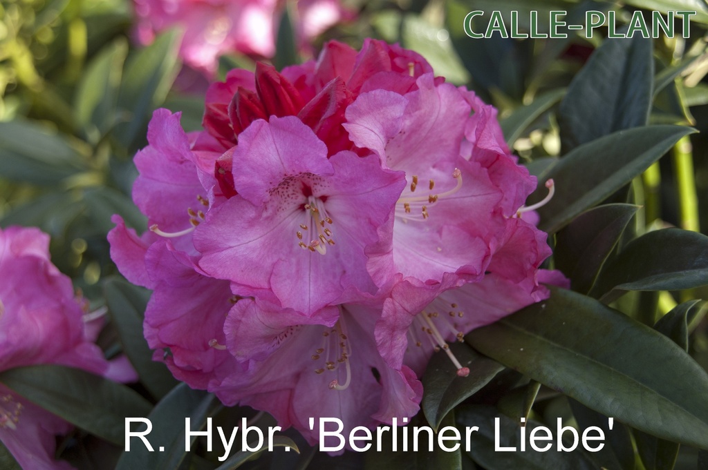 [RHBLI30] RHODODENDRON 'BERLINER LIEBE' (30-40 cm)
