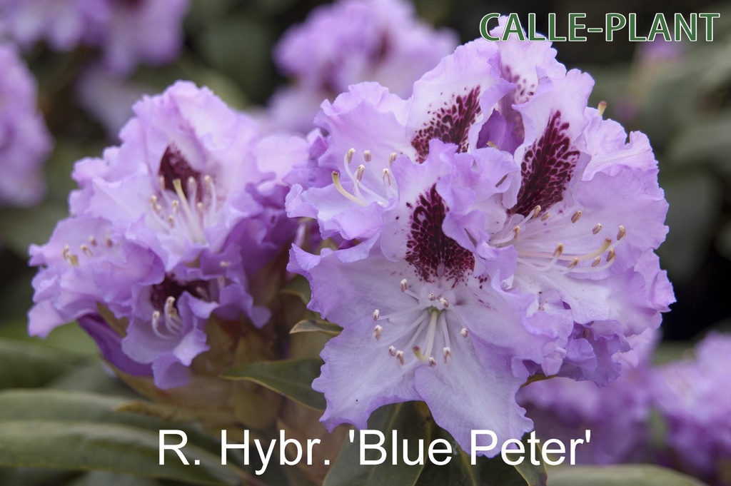 [RHBPE30] RHODODENDRON 'BLUE PETER' (Pot, 30-40 cm)