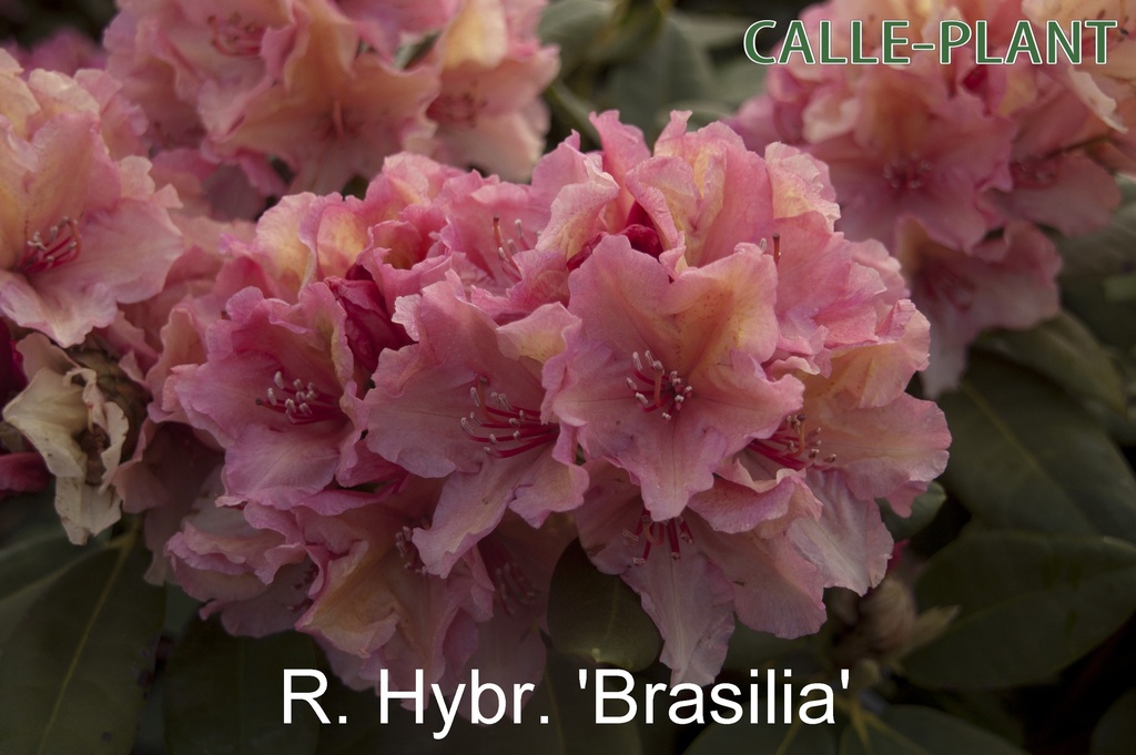[RHBRA30] RHODODENDRON (H) 'BRASILIA' (Pot, 30-40 cm)