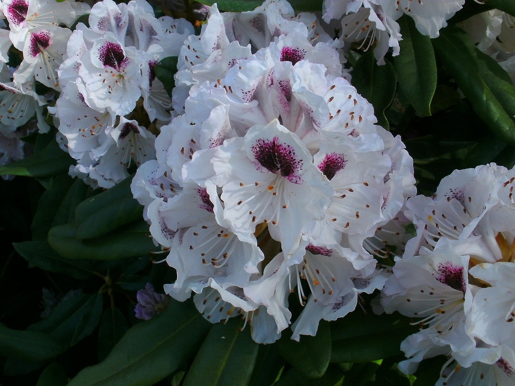 [RHCALS30] RHODODENDRON 'CALSAP' (Pot, 30-40 cm)